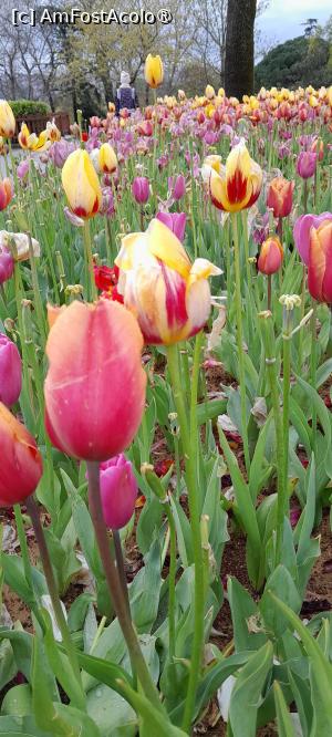 [P25] Parcul Emirgan Istanbul » foto by Yolanda
 - 
<span class="allrVoted glyphicon glyphicon-heart hidden" id="av1528826"></span>
<a class="m-l-10 hidden" id="sv1528826" onclick="voting_Foto_DelVot(,1528826,27088)" role="button">șterge vot <span class="glyphicon glyphicon-remove"></span></a>
<a id="v91528826" class=" c-red"  onclick="voting_Foto_SetVot(1528826)" role="button"><span class="glyphicon glyphicon-heart-empty"></span> <b>LIKE</b> = Votează poza</a> <img class="hidden"  id="f1528826W9" src="/imagini/loader.gif" border="0" /><span class="AjErrMes hidden" id="e1528826ErM"></span>