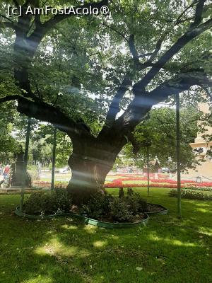 [P21] Teiul lui Eminescu » foto by Zoazore
 - 
<span class="allrVoted glyphicon glyphicon-heart hidden" id="av1526211"></span>
<a class="m-l-10 hidden" id="sv1526211" onclick="voting_Foto_DelVot(,1526211,27139)" role="button">șterge vot <span class="glyphicon glyphicon-remove"></span></a>
<a id="v91526211" class=" c-red"  onclick="voting_Foto_SetVot(1526211)" role="button"><span class="glyphicon glyphicon-heart-empty"></span> <b>LIKE</b> = Votează poza</a> <img class="hidden"  id="f1526211W9" src="/imagini/loader.gif" border="0" /><span class="AjErrMes hidden" id="e1526211ErM"></span>