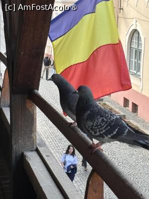 [P48] Doi porumbei și un drapel » foto by AZE
 - 
<span class="allrVoted glyphicon glyphicon-heart hidden" id="av1505791"></span>
<a class="m-l-10 hidden" id="sv1505791" onclick="voting_Foto_DelVot(,1505791,27170)" role="button">șterge vot <span class="glyphicon glyphicon-remove"></span></a>
<a id="v91505791" class=" c-red"  onclick="voting_Foto_SetVot(1505791)" role="button"><span class="glyphicon glyphicon-heart-empty"></span> <b>LIKE</b> = Votează poza</a> <img class="hidden"  id="f1505791W9" src="/imagini/loader.gif" border="0" /><span class="AjErrMes hidden" id="e1505791ErM"></span>