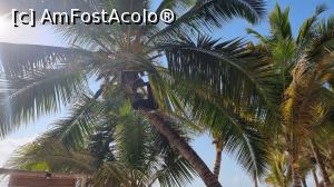 P14 [OCT-2021] palmierii impunători