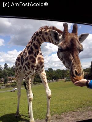 P10 [JUN-2019] Girafa asta simpatică tocmai mănâncă din mâna soțului. 

Concluzie: are limba aspră ????????????????