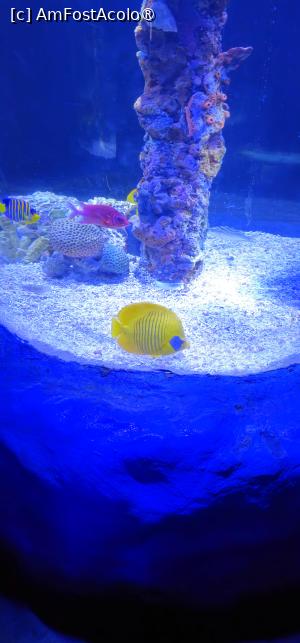 [P41] aquarium inauntru » foto by DragosG
 - 
<span class="allrVoted glyphicon glyphicon-heart hidden" id="av1460875"></span>
<a class="m-l-10 hidden" id="sv1460875" onclick="voting_Foto_DelVot(,1460875,27491)" role="button">șterge vot <span class="glyphicon glyphicon-remove"></span></a>
<a id="v91460875" class=" c-red"  onclick="voting_Foto_SetVot(1460875)" role="button"><span class="glyphicon glyphicon-heart-empty"></span> <b>LIKE</b> = Votează poza</a> <img class="hidden"  id="f1460875W9" src="/imagini/loader.gif" border="0" /><span class="AjErrMes hidden" id="e1460875ErM"></span>