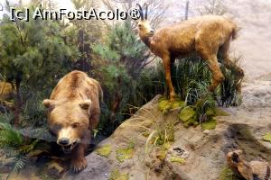 [P30] Diorama dedicată ”Zonei temperate” » foto by Claudiu U.
 - 
<span class="allrVoted glyphicon glyphicon-heart hidden" id="av1548666"></span>
<a class="m-l-10 hidden" id="sv1548666" onclick="voting_Foto_DelVot(,1548666,27913)" role="button">șterge vot <span class="glyphicon glyphicon-remove"></span></a>
<a id="v91548666" class=" c-red"  onclick="voting_Foto_SetVot(1548666)" role="button"><span class="glyphicon glyphicon-heart-empty"></span> <b>LIKE</b> = Votează poza</a> <img class="hidden"  id="f1548666W9" src="/imagini/loader.gif" border="0" /><span class="AjErrMes hidden" id="e1548666ErM"></span>