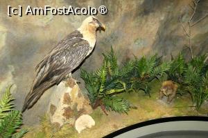 [P31] Diorama dedicată ”Zonei temperate” » foto by Claudiu U.
 - 
<span class="allrVoted glyphicon glyphicon-heart hidden" id="av1548667"></span>
<a class="m-l-10 hidden" id="sv1548667" onclick="voting_Foto_DelVot(,1548667,27913)" role="button">șterge vot <span class="glyphicon glyphicon-remove"></span></a>
<a id="v91548667" class=" c-red"  onclick="voting_Foto_SetVot(1548667)" role="button"><span class="glyphicon glyphicon-heart-empty"></span> <b>LIKE</b> = Votează poza</a> <img class="hidden"  id="f1548667W9" src="/imagini/loader.gif" border="0" /><span class="AjErrMes hidden" id="e1548667ErM"></span>