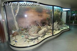 [P34] Diorama dedicată ”Australiei” » foto by Claudiu U.
 - 
<span class="allrVoted glyphicon glyphicon-heart hidden" id="av1548670"></span>
<a class="m-l-10 hidden" id="sv1548670" onclick="voting_Foto_DelVot(,1548670,27913)" role="button">șterge vot <span class="glyphicon glyphicon-remove"></span></a>
<a id="v91548670" class=" c-red"  onclick="voting_Foto_SetVot(1548670)" role="button"><span class="glyphicon glyphicon-heart-empty"></span> <b>LIKE</b> = Votează poza</a> <img class="hidden"  id="f1548670W9" src="/imagini/loader.gif" border="0" /><span class="AjErrMes hidden" id="e1548670ErM"></span>