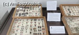 [P19] Gândacii - expoziție temporară. » foto by tata123 🔱
 - 
<span class="allrVoted glyphicon glyphicon-heart hidden" id="av1517812"></span>
<a class="m-l-10 hidden" id="sv1517812" onclick="voting_Foto_DelVot(,1517812,27913)" role="button">șterge vot <span class="glyphicon glyphicon-remove"></span></a>
<a id="v91517812" class=" c-red"  onclick="voting_Foto_SetVot(1517812)" role="button"><span class="glyphicon glyphicon-heart-empty"></span> <b>LIKE</b> = Votează poza</a> <img class="hidden"  id="f1517812W9" src="/imagini/loader.gif" border="0" /><span class="AjErrMes hidden" id="e1517812ErM"></span>