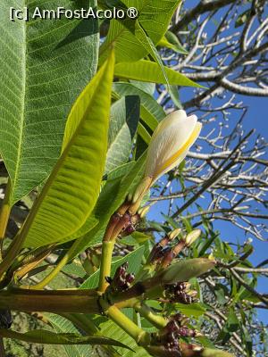 [P01] Delicate flori de ficus » foto by crismis
 - 
<span class="allrVoted glyphicon glyphicon-heart hidden" id="av1545053"></span>
<a class="m-l-10 hidden" id="sv1545053" onclick="voting_Foto_DelVot(,1545053,27970)" role="button">șterge vot <span class="glyphicon glyphicon-remove"></span></a>
<a id="v91545053" class=" c-red"  onclick="voting_Foto_SetVot(1545053)" role="button"><span class="glyphicon glyphicon-heart-empty"></span> <b>LIKE</b> = Votează poza</a> <img class="hidden"  id="f1545053W9" src="/imagini/loader.gif" border="0" /><span class="AjErrMes hidden" id="e1545053ErM"></span>