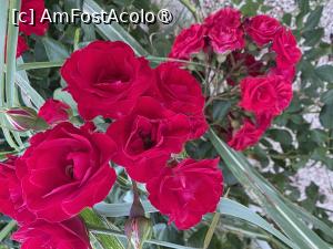 [P12] Trandafiri decorativi » foto by crismis
 - 
<span class="allrVoted glyphicon glyphicon-heart hidden" id="av1544427"></span>
<a class="m-l-10 hidden" id="sv1544427" onclick="voting_Foto_DelVot(,1544427,28153)" role="button">șterge vot <span class="glyphicon glyphicon-remove"></span></a>
<a id="v91544427" class=" c-red"  onclick="voting_Foto_SetVot(1544427)" role="button"><span class="glyphicon glyphicon-heart-empty"></span> <b>LIKE</b> = Votează poza</a> <img class="hidden"  id="f1544427W9" src="/imagini/loader.gif" border="0" /><span class="AjErrMes hidden" id="e1544427ErM"></span>