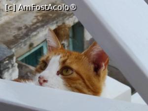 [P11] Taverna O Lilis, Ano Syros » foto by crismis
 - 
<span class="allrVoted glyphicon glyphicon-heart hidden" id="av1475896"></span>
<a class="m-l-10 hidden" id="sv1475896" onclick="voting_Foto_DelVot(,1475896,28564)" role="button">șterge vot <span class="glyphicon glyphicon-remove"></span></a>
<a id="v91475896" class=" c-red"  onclick="voting_Foto_SetVot(1475896)" role="button"><span class="glyphicon glyphicon-heart-empty"></span> <b>LIKE</b> = Votează poza</a> <img class="hidden"  id="f1475896W9" src="/imagini/loader.gif" border="0" /><span class="AjErrMes hidden" id="e1475896ErM"></span>
