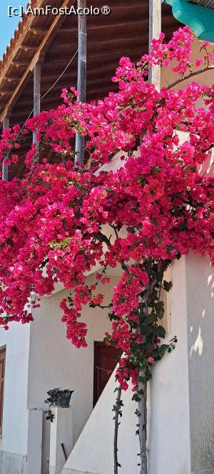 [P60] Bougainvillea din Glossa » foto by irinad
 - 
<span class="allrVoted glyphicon glyphicon-heart hidden" id="av1445284"></span>
<a class="m-l-10 hidden" id="sv1445284" onclick="voting_Foto_DelVot(,1445284,28699)" role="button">șterge vot <span class="glyphicon glyphicon-remove"></span></a>
<a id="v91445284" class=" c-red"  onclick="voting_Foto_SetVot(1445284)" role="button"><span class="glyphicon glyphicon-heart-empty"></span> <b>LIKE</b> = Votează poza</a> <img class="hidden"  id="f1445284W9" src="/imagini/loader.gif" border="0" /><span class="AjErrMes hidden" id="e1445284ErM"></span>