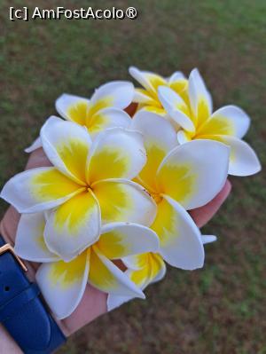 [P10] Frangipani » foto by Mirinda
 - 
<span class="allrVoted glyphicon glyphicon-heart hidden" id="av1449012"></span>
<a class="m-l-10 hidden" id="sv1449012" onclick="voting_Foto_DelVot(,1449012,28737)" role="button">șterge vot <span class="glyphicon glyphicon-remove"></span></a>
<a id="v91449012" class=" c-red"  onclick="voting_Foto_SetVot(1449012)" role="button"><span class="glyphicon glyphicon-heart-empty"></span> <b>LIKE</b> = Votează poza</a> <img class="hidden"  id="f1449012W9" src="/imagini/loader.gif" border="0" /><span class="AjErrMes hidden" id="e1449012ErM"></span>