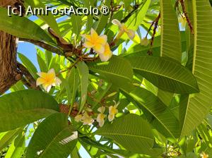 [P19] Frangipani » foto by Mirinda
 - 
<span class="allrVoted glyphicon glyphicon-heart hidden" id="av1449021"></span>
<a class="m-l-10 hidden" id="sv1449021" onclick="voting_Foto_DelVot(,1449021,28737)" role="button">șterge vot <span class="glyphicon glyphicon-remove"></span></a>
<a id="v91449021" class=" c-red"  onclick="voting_Foto_SetVot(1449021)" role="button"><span class="glyphicon glyphicon-heart-empty"></span> <b>LIKE</b> = Votează poza</a> <img class="hidden"  id="f1449021W9" src="/imagini/loader.gif" border="0" /><span class="AjErrMes hidden" id="e1449021ErM"></span>