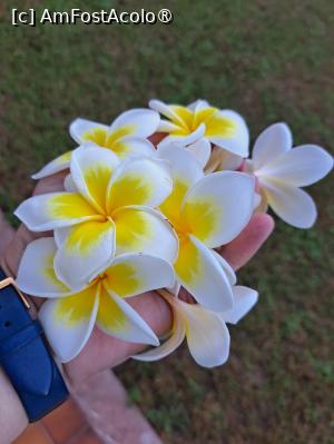 [P09] Frangipani » foto by Mirinda
 - 
<span class="allrVoted glyphicon glyphicon-heart hidden" id="av1449011"></span>
<a class="m-l-10 hidden" id="sv1449011" onclick="voting_Foto_DelVot(,1449011,28737)" role="button">șterge vot <span class="glyphicon glyphicon-remove"></span></a>
<a id="v91449011" class=" c-red"  onclick="voting_Foto_SetVot(1449011)" role="button"><span class="glyphicon glyphicon-heart-empty"></span> <b>LIKE</b> = Votează poza</a> <img class="hidden"  id="f1449011W9" src="/imagini/loader.gif" border="0" /><span class="AjErrMes hidden" id="e1449011ErM"></span>