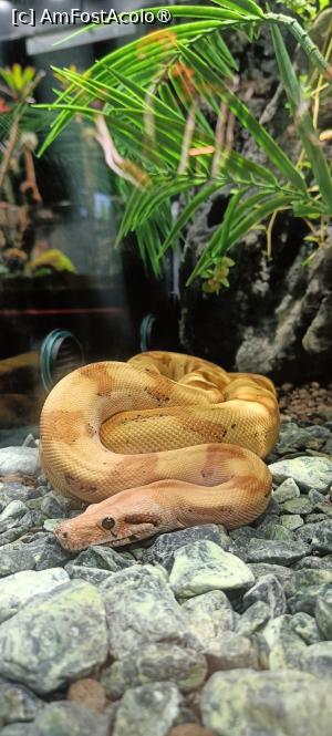 [P10] Boa constrictor. » foto by tata123 🔱
 - 
<span class="allrVoted glyphicon glyphicon-heart hidden" id="av1455989"></span>
<a class="m-l-10 hidden" id="sv1455989" onclick="voting_Foto_DelVot(,1455989,28782)" role="button">șterge vot <span class="glyphicon glyphicon-remove"></span></a>
<a id="v91455989" class=" c-red"  onclick="voting_Foto_SetVot(1455989)" role="button"><span class="glyphicon glyphicon-heart-empty"></span> <b>LIKE</b> = Votează poza</a> <img class="hidden"  id="f1455989W9" src="/imagini/loader.gif" border="0" /><span class="AjErrMes hidden" id="e1455989ErM"></span>