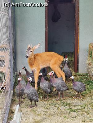 [P38] Ferma de animale de la Perryland » foto by crismis
 - 
<span class="allrVoted glyphicon glyphicon-heart hidden" id="av1463643"></span>
<a class="m-l-10 hidden" id="sv1463643" onclick="voting_Foto_DelVot(,1463643,28836)" role="button">șterge vot <span class="glyphicon glyphicon-remove"></span></a>
<a id="v91463643" class=" c-red"  onclick="voting_Foto_SetVot(1463643)" role="button"><span class="glyphicon glyphicon-heart-empty"></span> <b>LIKE</b> = Votează poza</a> <img class="hidden"  id="f1463643W9" src="/imagini/loader.gif" border="0" /><span class="AjErrMes hidden" id="e1463643ErM"></span>