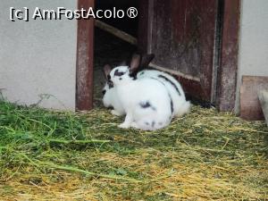 [P39] Ferma de animale de la Perryland » foto by crismis
 - 
<span class="allrVoted glyphicon glyphicon-heart hidden" id="av1463644"></span>
<a class="m-l-10 hidden" id="sv1463644" onclick="voting_Foto_DelVot(,1463644,28836)" role="button">șterge vot <span class="glyphicon glyphicon-remove"></span></a>
<a id="v91463644" class=" c-red"  onclick="voting_Foto_SetVot(1463644)" role="button"><span class="glyphicon glyphicon-heart-empty"></span> <b>LIKE</b> = Votează poza</a> <img class="hidden"  id="f1463644W9" src="/imagini/loader.gif" border="0" /><span class="AjErrMes hidden" id="e1463644ErM"></span>