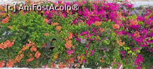 [P31] Bougainvillea de mai multe culori » foto by irinad
 - 
<span class="allrVoted glyphicon glyphicon-heart hidden" id="av1464723"></span>
<a class="m-l-10 hidden" id="sv1464723" onclick="voting_Foto_DelVot(,1464723,28845)" role="button">șterge vot <span class="glyphicon glyphicon-remove"></span></a>
<a id="v91464723" class=" c-red"  onclick="voting_Foto_SetVot(1464723)" role="button"><span class="glyphicon glyphicon-heart-empty"></span> <b>LIKE</b> = Votează poza</a> <img class="hidden"  id="f1464723W9" src="/imagini/loader.gif" border="0" /><span class="AjErrMes hidden" id="e1464723ErM"></span>