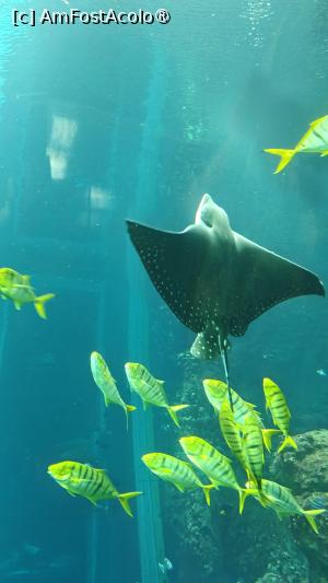[P25] Eagle ray - Endless Ocean » foto by elenaadina
 - 
<span class="allrVoted glyphicon glyphicon-heart hidden" id="av1473375"></span>
<a class="m-l-10 hidden" id="sv1473375" onclick="voting_Foto_DelVot(,1473375,28919)" role="button">șterge vot <span class="glyphicon glyphicon-remove"></span></a>
<a id="v91473375" class=" c-red"  onclick="voting_Foto_SetVot(1473375)" role="button"><span class="glyphicon glyphicon-heart-empty"></span> <b>LIKE</b> = Votează poza</a> <img class="hidden"  id="f1473375W9" src="/imagini/loader.gif" border="0" /><span class="AjErrMes hidden" id="e1473375ErM"></span>