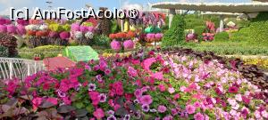[P04] MIRACLE GARDEN - o grădină ruptă din Rai! » foto by elenaadina
 - 
<span class="allrVoted glyphicon glyphicon-heart hidden" id="av1415071"></span>
<a class="m-l-10 hidden" id="sv1415071" onclick="voting_Foto_DelVot(,1415071,28974)" role="button">șterge vot <span class="glyphicon glyphicon-remove"></span></a>
<a id="v91415071" class=" c-red"  onclick="voting_Foto_SetVot(1415071)" role="button"><span class="glyphicon glyphicon-heart-empty"></span> <b>LIKE</b> = Votează poza</a> <img class="hidden"  id="f1415071W9" src="/imagini/loader.gif" border="0" /><span class="AjErrMes hidden" id="e1415071ErM"></span>