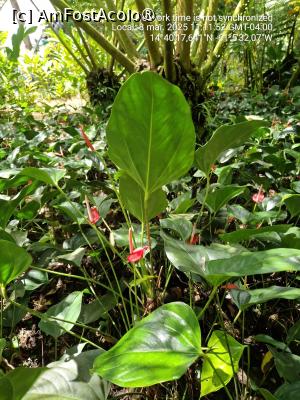 [P66] 66. Aici sigur avem „Anthurium roșu”. » foto by doinafil
 - 
<span class="allrVoted glyphicon glyphicon-heart hidden" id="av1482945"></span>
<a class="m-l-10 hidden" id="sv1482945" onclick="voting_Foto_DelVot(,1482945,28987)" role="button">șterge vot <span class="glyphicon glyphicon-remove"></span></a>
<a id="v91482945" class=" c-red"  onclick="voting_Foto_SetVot(1482945)" role="button"><span class="glyphicon glyphicon-heart-empty"></span> <b>LIKE</b> = Votează poza</a> <img class="hidden"  id="f1482945W9" src="/imagini/loader.gif" border="0" /><span class="AjErrMes hidden" id="e1482945ErM"></span>
