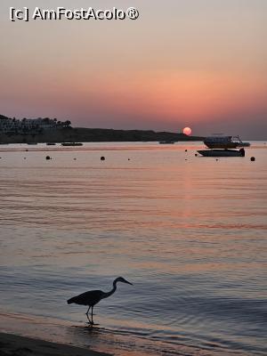 [P03] Rasarit cu starc cenusiu » foto by moatza76
 - 
<span class="allrVoted glyphicon glyphicon-heart hidden" id="av1504407"></span>
<a class="m-l-10 hidden" id="sv1504407" onclick="voting_Foto_DelVot(,1504407,29164)" role="button">șterge vot <span class="glyphicon glyphicon-remove"></span></a>
<a id="v91504407" class=" c-red"  onclick="voting_Foto_SetVot(1504407)" role="button"><span class="glyphicon glyphicon-heart-empty"></span> <b>LIKE</b> = Votează poza</a> <img class="hidden"  id="f1504407W9" src="/imagini/loader.gif" border="0" /><span class="AjErrMes hidden" id="e1504407ErM"></span>