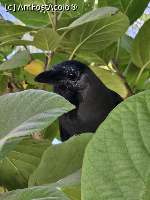 [P06] Prietena noastra » foto by moatza76
 - 
<span class="allrVoted glyphicon glyphicon-heart hidden" id="av1504410"></span>
<a class="m-l-10 hidden" id="sv1504410" onclick="voting_Foto_DelVot(,1504410,29164)" role="button">șterge vot <span class="glyphicon glyphicon-remove"></span></a>
<a id="v91504410" class=" c-red"  onclick="voting_Foto_SetVot(1504410)" role="button"><span class="glyphicon glyphicon-heart-empty"></span> <b>LIKE</b> = Votează poza</a> <img class="hidden"  id="f1504410W9" src="/imagini/loader.gif" border="0" /><span class="AjErrMes hidden" id="e1504410ErM"></span>