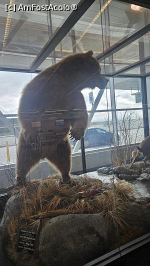 [P02] e plin de animale impaiate » foto by robert
 - 
<span class="allrVoted glyphicon glyphicon-heart hidden" id="av1508659"></span>
<a class="m-l-10 hidden" id="sv1508659" onclick="voting_Foto_DelVot(,1508659,29187)" role="button">șterge vot <span class="glyphicon glyphicon-remove"></span></a>
<a id="v91508659" class=" c-red"  onclick="voting_Foto_SetVot(1508659)" role="button"><span class="glyphicon glyphicon-heart-empty"></span> <b>LIKE</b> = Votează poza</a> <img class="hidden"  id="f1508659W9" src="/imagini/loader.gif" border="0" /><span class="AjErrMes hidden" id="e1508659ErM"></span>