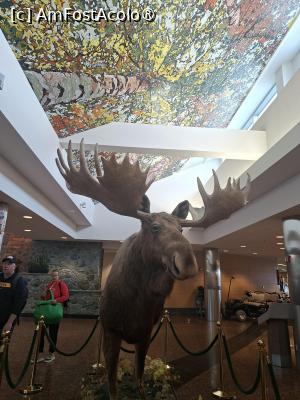 [P03] e plin de animale impaiate » foto by robert
 - 
<span class="allrVoted glyphicon glyphicon-heart hidden" id="av1508660"></span>
<a class="m-l-10 hidden" id="sv1508660" onclick="voting_Foto_DelVot(,1508660,29187)" role="button">șterge vot <span class="glyphicon glyphicon-remove"></span></a>
<a id="v91508660" class=" c-red"  onclick="voting_Foto_SetVot(1508660)" role="button"><span class="glyphicon glyphicon-heart-empty"></span> <b>LIKE</b> = Votează poza</a> <img class="hidden"  id="f1508660W9" src="/imagini/loader.gif" border="0" /><span class="AjErrMes hidden" id="e1508660ErM"></span>