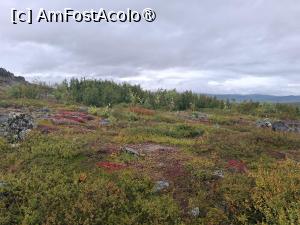 [P46] la pas prin Alaska » foto by robert
 - 
<span class="allrVoted glyphicon glyphicon-heart hidden" id="av1508703"></span>
<a class="m-l-10 hidden" id="sv1508703" onclick="voting_Foto_DelVot(,1508703,29187)" role="button">șterge vot <span class="glyphicon glyphicon-remove"></span></a>
<a id="v91508703" class=" c-red"  onclick="voting_Foto_SetVot(1508703)" role="button"><span class="glyphicon glyphicon-heart-empty"></span> <b>LIKE</b> = Votează poza</a> <img class="hidden"  id="f1508703W9" src="/imagini/loader.gif" border="0" /><span class="AjErrMes hidden" id="e1508703ErM"></span>