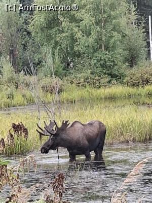 [P10] peisaj din Alaska » foto by robert
 - 
<span class="allrVoted glyphicon glyphicon-heart hidden" id="av1509226"></span>
<a class="m-l-10 hidden" id="sv1509226" onclick="voting_Foto_DelVot(,1509226,29187)" role="button">șterge vot <span class="glyphicon glyphicon-remove"></span></a>
<a id="v91509226" class=" c-red"  onclick="voting_Foto_SetVot(1509226)" role="button"><span class="glyphicon glyphicon-heart-empty"></span> <b>LIKE</b> = Votează poza</a> <img class="hidden"  id="f1509226W9" src="/imagini/loader.gif" border="0" /><span class="AjErrMes hidden" id="e1509226ErM"></span>