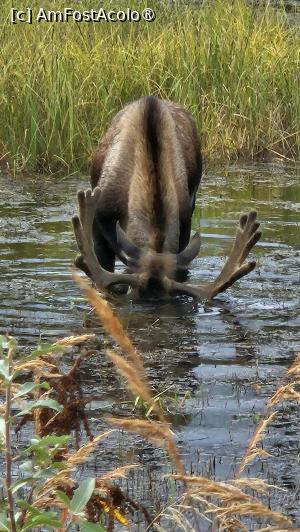 [P12] peisaj din Alaska » foto by robert
 - 
<span class="allrVoted glyphicon glyphicon-heart hidden" id="av1509228"></span>
<a class="m-l-10 hidden" id="sv1509228" onclick="voting_Foto_DelVot(,1509228,29187)" role="button">șterge vot <span class="glyphicon glyphicon-remove"></span></a>
<a id="v91509228" class=" c-red"  onclick="voting_Foto_SetVot(1509228)" role="button"><span class="glyphicon glyphicon-heart-empty"></span> <b>LIKE</b> = Votează poza</a> <img class="hidden"  id="f1509228W9" src="/imagini/loader.gif" border="0" /><span class="AjErrMes hidden" id="e1509228ErM"></span>