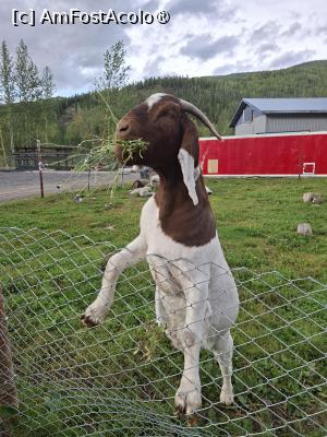 [P18] ne-a întâmpinat o căpriță » foto by robert
 - 
<span class="allrVoted glyphicon glyphicon-heart hidden" id="av1509234"></span>
<a class="m-l-10 hidden" id="sv1509234" onclick="voting_Foto_DelVot(,1509234,29187)" role="button">șterge vot <span class="glyphicon glyphicon-remove"></span></a>
<a id="v91509234" class=" c-red"  onclick="voting_Foto_SetVot(1509234)" role="button"><span class="glyphicon glyphicon-heart-empty"></span> <b>LIKE</b> = Votează poza</a> <img class="hidden"  id="f1509234W9" src="/imagini/loader.gif" border="0" /><span class="AjErrMes hidden" id="e1509234ErM"></span>