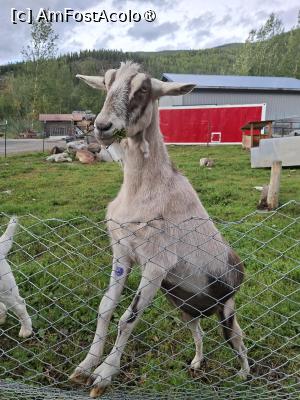 [P19] ne-a întâmpinat o căpriță » foto by robert
 - 
<span class="allrVoted glyphicon glyphicon-heart hidden" id="av1509235"></span>
<a class="m-l-10 hidden" id="sv1509235" onclick="voting_Foto_DelVot(,1509235,29187)" role="button">șterge vot <span class="glyphicon glyphicon-remove"></span></a>
<a id="v91509235" class=" c-red"  onclick="voting_Foto_SetVot(1509235)" role="button"><span class="glyphicon glyphicon-heart-empty"></span> <b>LIKE</b> = Votează poza</a> <img class="hidden"  id="f1509235W9" src="/imagini/loader.gif" border="0" /><span class="AjErrMes hidden" id="e1509235ErM"></span>