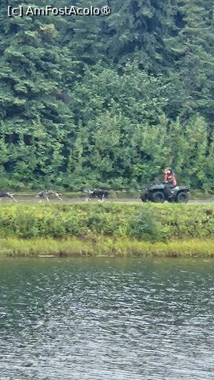 [P23] husky in acțiune » foto by robert
 - 
<span class="allrVoted glyphicon glyphicon-heart hidden" id="av1510084"></span>
<a class="m-l-10 hidden" id="sv1510084" onclick="voting_Foto_DelVot(,1510084,29187)" role="button">șterge vot <span class="glyphicon glyphicon-remove"></span></a>
<a id="v91510084" class=" c-red"  onclick="voting_Foto_SetVot(1510084)" role="button"><span class="glyphicon glyphicon-heart-empty"></span> <b>LIKE</b> = Votează poza</a> <img class="hidden"  id="f1510084W9" src="/imagini/loader.gif" border="0" /><span class="AjErrMes hidden" id="e1510084ErM"></span>