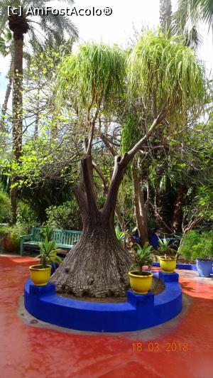 [P13] Loc de relaxare, Gradina Majorelle » foto by mecut
 - 
<span class="allrVoted glyphicon glyphicon-heart hidden" id="av1014833"></span>
<a class="m-l-10 hidden" id="sv1014833" onclick="voting_Foto_DelVot(,1014833,29203)" role="button">șterge vot <span class="glyphicon glyphicon-remove"></span></a>
<a id="v91014833" class=" c-red"  onclick="voting_Foto_SetVot(1014833)" role="button"><span class="glyphicon glyphicon-heart-empty"></span> <b>LIKE</b> = Votează poza</a> <img class="hidden"  id="f1014833W9" src="/imagini/loader.gif" border="0" /><span class="AjErrMes hidden" id="e1014833ErM"></span>