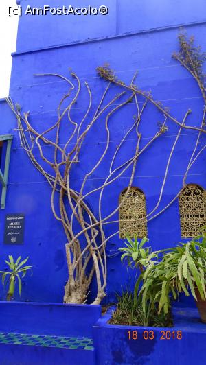 [P14] Albastru, Gradina Majorelle » foto by mecut
 - 
<span class="allrVoted glyphicon glyphicon-heart hidden" id="av1014834"></span>
<a class="m-l-10 hidden" id="sv1014834" onclick="voting_Foto_DelVot(,1014834,29203)" role="button">șterge vot <span class="glyphicon glyphicon-remove"></span></a>
<a id="v91014834" class=" c-red"  onclick="voting_Foto_SetVot(1014834)" role="button"><span class="glyphicon glyphicon-heart-empty"></span> <b>LIKE</b> = Votează poza</a> <img class="hidden"  id="f1014834W9" src="/imagini/loader.gif" border="0" /><span class="AjErrMes hidden" id="e1014834ErM"></span>