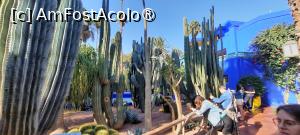 [P51] Marrakech, Grădina Majorelle, Colecția de Cactuși » foto by mprofeanu
 - 
<span class="allrVoted glyphicon glyphicon-heart hidden" id="av1483298"></span>
<a class="m-l-10 hidden" id="sv1483298" onclick="voting_Foto_DelVot(,1483298,29203)" role="button">șterge vot <span class="glyphicon glyphicon-remove"></span></a>
<a id="v91483298" class=" c-red"  onclick="voting_Foto_SetVot(1483298)" role="button"><span class="glyphicon glyphicon-heart-empty"></span> <b>LIKE</b> = Votează poza</a> <img class="hidden"  id="f1483298W9" src="/imagini/loader.gif" border="0" /><span class="AjErrMes hidden" id="e1483298ErM"></span>