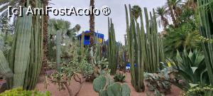 [P52] Marea de cactuși » foto by irinad
 - 
<span class="allrVoted glyphicon glyphicon-heart hidden" id="av1510656"></span>
<a class="m-l-10 hidden" id="sv1510656" onclick="voting_Foto_DelVot(,1510656,29203)" role="button">șterge vot <span class="glyphicon glyphicon-remove"></span></a>
<a id="v91510656" class=" c-red"  onclick="voting_Foto_SetVot(1510656)" role="button"><span class="glyphicon glyphicon-heart-empty"></span> <b>LIKE</b> = Votează poza</a> <img class="hidden"  id="f1510656W9" src="/imagini/loader.gif" border="0" /><span class="AjErrMes hidden" id="e1510656ErM"></span>