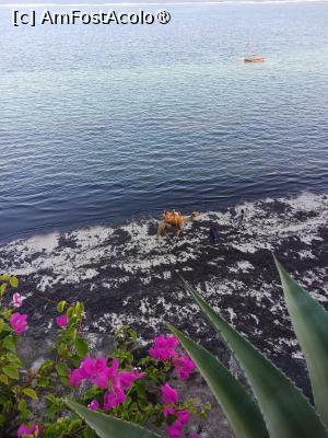 [P14] plaja intr-un moment al zilei » foto by nela b
 - 
<span class="allrVoted glyphicon glyphicon-heart hidden" id="av1512796"></span>
<a class="m-l-10 hidden" id="sv1512796" onclick="voting_Foto_DelVot(,1512796,29217)" role="button">șterge vot <span class="glyphicon glyphicon-remove"></span></a>
<a id="v91512796" class=" c-red"  onclick="voting_Foto_SetVot(1512796)" role="button"><span class="glyphicon glyphicon-heart-empty"></span> <b>LIKE</b> = Votează poza</a> <img class="hidden"  id="f1512796W9" src="/imagini/loader.gif" border="0" /><span class="AjErrMes hidden" id="e1512796ErM"></span>