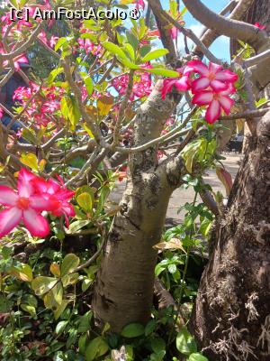 [P48] bootle rose » foto by nela b
 - 
<span class="allrVoted glyphicon glyphicon-heart hidden" id="av1512830"></span>
<a class="m-l-10 hidden" id="sv1512830" onclick="voting_Foto_DelVot(,1512830,29217)" role="button">șterge vot <span class="glyphicon glyphicon-remove"></span></a>
<a id="v91512830" class=" c-red"  onclick="voting_Foto_SetVot(1512830)" role="button"><span class="glyphicon glyphicon-heart-empty"></span> <b>LIKE</b> = Votează poza</a> <img class="hidden"  id="f1512830W9" src="/imagini/loader.gif" border="0" /><span class="AjErrMes hidden" id="e1512830ErM"></span>