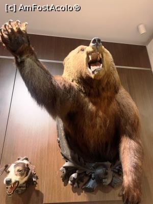 [P16] Un urs nervos pt că a fost &icirc;mpușcat » foto by AZE
 - 
<span class="allrVoted glyphicon glyphicon-heart hidden" id="av1355967"></span>
<a class="m-l-10 hidden" id="sv1355967" onclick="voting_Foto_DelVot(,1355967,29226)" role="button">șterge vot <span class="glyphicon glyphicon-remove"></span></a>
<a id="v91355967" class=" c-red"  onclick="voting_Foto_SetVot(1355967)" role="button"><span class="glyphicon glyphicon-heart-empty"></span> <b>LIKE</b> = Votează poza</a> <img class="hidden"  id="f1355967W9" src="/imagini/loader.gif" border="0" /><span class="AjErrMes hidden" id="e1355967ErM"></span>