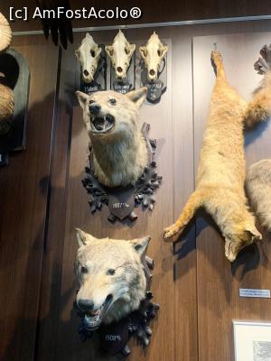 [P18] Trofee » foto by AZE
 - 
<span class="allrVoted glyphicon glyphicon-heart hidden" id="av1355969"></span>
<a class="m-l-10 hidden" id="sv1355969" onclick="voting_Foto_DelVot(,1355969,29226)" role="button">șterge vot <span class="glyphicon glyphicon-remove"></span></a>
<a id="v91355969" class=" c-red"  onclick="voting_Foto_SetVot(1355969)" role="button"><span class="glyphicon glyphicon-heart-empty"></span> <b>LIKE</b> = Votează poza</a> <img class="hidden"  id="f1355969W9" src="/imagini/loader.gif" border="0" /><span class="AjErrMes hidden" id="e1355969ErM"></span>