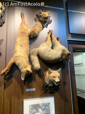 [P19] Muzeul de v&acirc;nătoare » foto by AZE
 - 
<span class="allrVoted glyphicon glyphicon-heart hidden" id="av1355970"></span>
<a class="m-l-10 hidden" id="sv1355970" onclick="voting_Foto_DelVot(,1355970,29226)" role="button">șterge vot <span class="glyphicon glyphicon-remove"></span></a>
<a id="v91355970" class=" c-red"  onclick="voting_Foto_SetVot(1355970)" role="button"><span class="glyphicon glyphicon-heart-empty"></span> <b>LIKE</b> = Votează poza</a> <img class="hidden"  id="f1355970W9" src="/imagini/loader.gif" border="0" /><span class="AjErrMes hidden" id="e1355970ErM"></span>