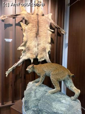 [P26] Muzeul de v&acirc;nătoare » foto by AZE
 - 
<span class="allrVoted glyphicon glyphicon-heart hidden" id="av1355977"></span>
<a class="m-l-10 hidden" id="sv1355977" onclick="voting_Foto_DelVot(,1355977,29226)" role="button">șterge vot <span class="glyphicon glyphicon-remove"></span></a>
<a id="v91355977" class=" c-red"  onclick="voting_Foto_SetVot(1355977)" role="button"><span class="glyphicon glyphicon-heart-empty"></span> <b>LIKE</b> = Votează poza</a> <img class="hidden"  id="f1355977W9" src="/imagini/loader.gif" border="0" /><span class="AjErrMes hidden" id="e1355977ErM"></span>