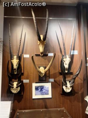 [P36] Trofee din Africa » foto by AZE
 - 
<span class="allrVoted glyphicon glyphicon-heart hidden" id="av1355987"></span>
<a class="m-l-10 hidden" id="sv1355987" onclick="voting_Foto_DelVot(,1355987,29226)" role="button">șterge vot <span class="glyphicon glyphicon-remove"></span></a>
<a id="v91355987" class=" c-red"  onclick="voting_Foto_SetVot(1355987)" role="button"><span class="glyphicon glyphicon-heart-empty"></span> <b>LIKE</b> = Votează poza</a> <img class="hidden"  id="f1355987W9" src="/imagini/loader.gif" border="0" /><span class="AjErrMes hidden" id="e1355987ErM"></span>