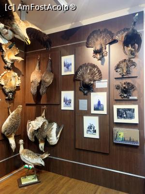 [P04] Trofee de v&acirc;nătoare cu pene » foto by AZE
 - 
<span class="allrVoted glyphicon glyphicon-heart hidden" id="av1355955"></span>
<a class="m-l-10 hidden" id="sv1355955" onclick="voting_Foto_DelVot(,1355955,29226)" role="button">șterge vot <span class="glyphicon glyphicon-remove"></span></a>
<a id="v91355955" class=" c-red"  onclick="voting_Foto_SetVot(1355955)" role="button"><span class="glyphicon glyphicon-heart-empty"></span> <b>LIKE</b> = Votează poza</a> <img class="hidden"  id="f1355955W9" src="/imagini/loader.gif" border="0" /><span class="AjErrMes hidden" id="e1355955ErM"></span>