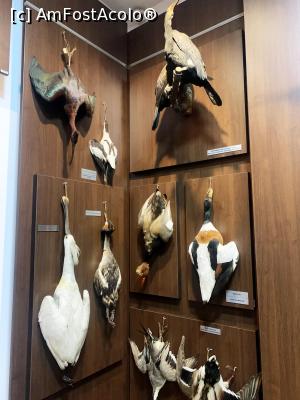 [P05] Trofee cu pene » foto by AZE
 - 
<span class="allrVoted glyphicon glyphicon-heart hidden" id="av1355956"></span>
<a class="m-l-10 hidden" id="sv1355956" onclick="voting_Foto_DelVot(,1355956,29226)" role="button">șterge vot <span class="glyphicon glyphicon-remove"></span></a>
<a id="v91355956" class=" c-red"  onclick="voting_Foto_SetVot(1355956)" role="button"><span class="glyphicon glyphicon-heart-empty"></span> <b>LIKE</b> = Votează poza</a> <img class="hidden"  id="f1355956W9" src="/imagini/loader.gif" border="0" /><span class="AjErrMes hidden" id="e1355956ErM"></span>