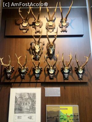 [P07] Trofee coarne » foto by AZE
 - 
<span class="allrVoted glyphicon glyphicon-heart hidden" id="av1355958"></span>
<a class="m-l-10 hidden" id="sv1355958" onclick="voting_Foto_DelVot(,1355958,29226)" role="button">șterge vot <span class="glyphicon glyphicon-remove"></span></a>
<a id="v91355958" class=" c-red"  onclick="voting_Foto_SetVot(1355958)" role="button"><span class="glyphicon glyphicon-heart-empty"></span> <b>LIKE</b> = Votează poza</a> <img class="hidden"  id="f1355958W9" src="/imagini/loader.gif" border="0" /><span class="AjErrMes hidden" id="e1355958ErM"></span>