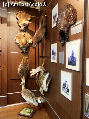 [P09] Muzeul de v&acirc;nătoare » foto by AZE
 - 
<span class="allrVoted glyphicon glyphicon-heart hidden" id="av1355960"></span>
<a class="m-l-10 hidden" id="sv1355960" onclick="voting_Foto_DelVot(,1355960,29226)" role="button">șterge vot <span class="glyphicon glyphicon-remove"></span></a>
<a id="v91355960" class=" c-red"  onclick="voting_Foto_SetVot(1355960)" role="button"><span class="glyphicon glyphicon-heart-empty"></span> <b>LIKE</b> = Votează poza</a> <img class="hidden"  id="f1355960W9" src="/imagini/loader.gif" border="0" /><span class="AjErrMes hidden" id="e1355960ErM"></span>