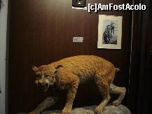 [P20] Sibiu - Muzeul de vanatoare » foto by Diaura*
 - 
<span class="allrVoted glyphicon glyphicon-heart hidden" id="av283958"></span>
<a class="m-l-10 hidden" id="sv283958" onclick="voting_Foto_DelVot(,283958,29226)" role="button">șterge vot <span class="glyphicon glyphicon-remove"></span></a>
<a id="v9283958" class=" c-red"  onclick="voting_Foto_SetVot(283958)" role="button"><span class="glyphicon glyphicon-heart-empty"></span> <b>LIKE</b> = Votează poza</a> <img class="hidden"  id="f283958W9" src="/imagini/loader.gif" border="0" /><span class="AjErrMes hidden" id="e283958ErM"></span>